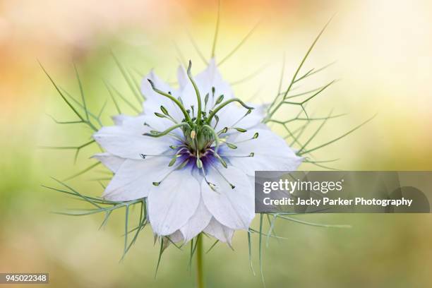 close-up image of the spring flowering, white love-in-a-mist flower also known as nigella - nigella stock pictures, royalty-free photos & images