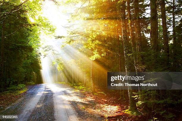 sunflare on road - acadia national park stock pictures, royalty-free photos & images