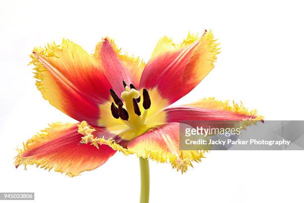 a single, spring flowering, vibrant red and yellow tulip flower against a white background - tulipa fringed beauty stock pictures, royalty-free photos & images