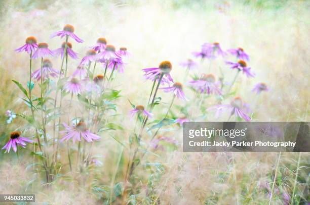 beautiful pink coneflowers - echinacea purpurea amongst soft stipa grasses - stipa stock pictures, royalty-free photos & images