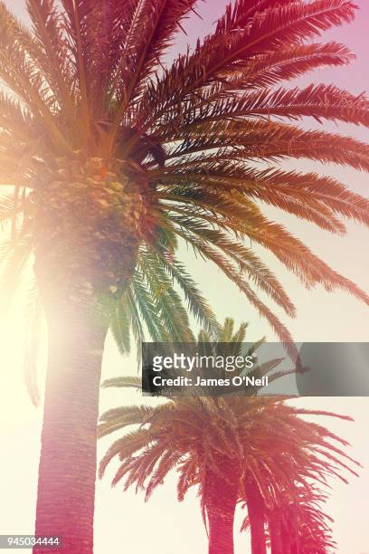 Palm trees with film bleach and lens flare