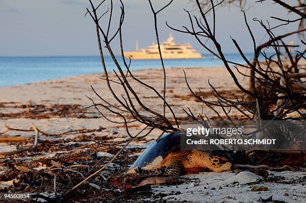 Climate-warming-Seychelles,FEATURE by Jean-Marc Mojon A hawksbill female turtle makes her way up the sandy beach in one of the Seychelles outer...