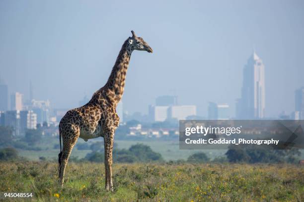 kenya: masai giraff - nairobi bildbanksfoton och bilder