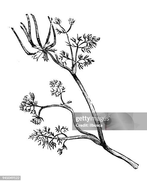 botany plants antique engraving illustration: scandix pecten-veneris (shepherd's-needle, venus' comb) - venus comb stock illustrations