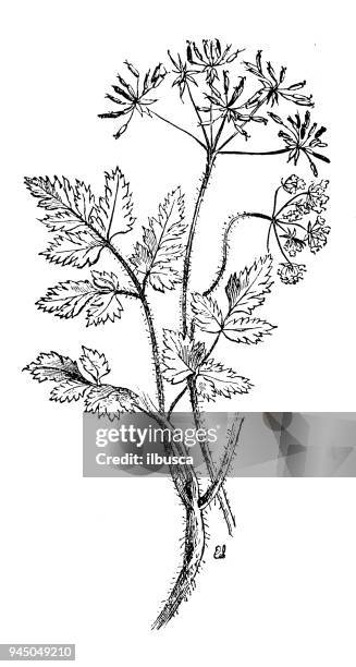 botany plants antique engraving illustration: chaerophyllum temulum (chaerophyllum temulentum, rough chervil) - chervil stock illustrations