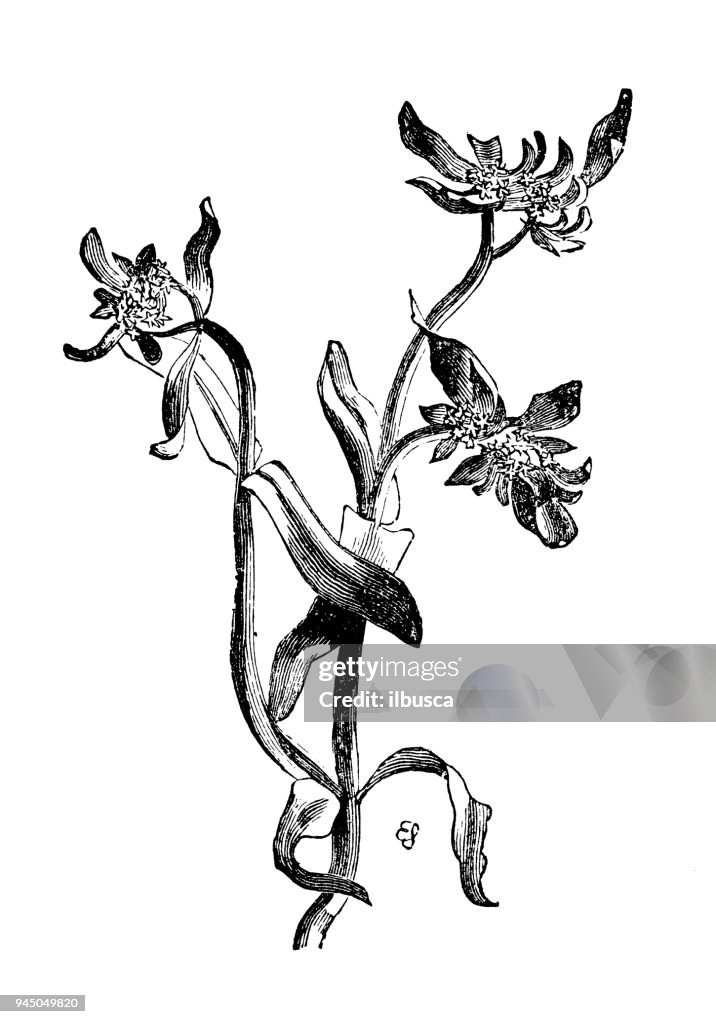Botanik Pflanzen Antik Gravur Abbildung: Valerianella Locusta (Feldsalat)