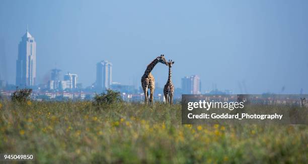 kenia: masai-giraffe - kenya stock-fotos und bilder