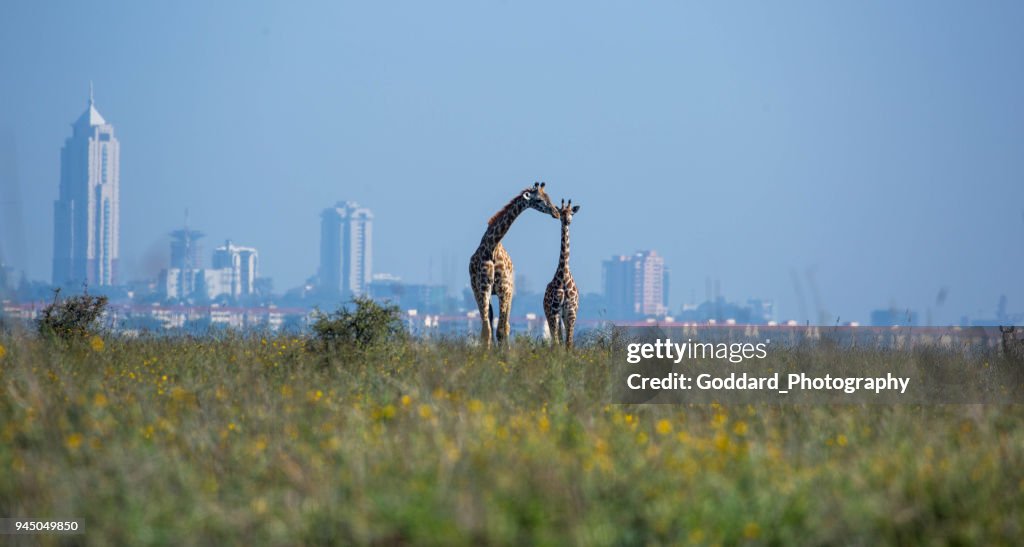 Kenya: Masai giraffe