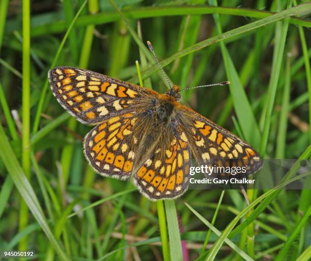 marsh fritillary [euphydryas aurinia] butterfly - warminster stock pictures, royalty-free photos & images