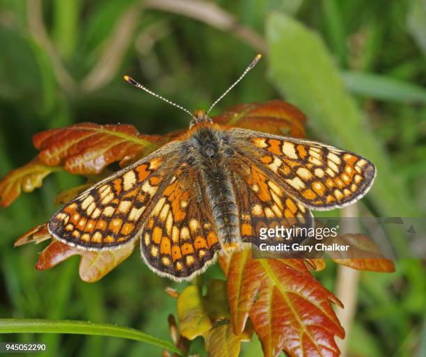 marsh fritillary [euphydryas aurinia] butterfly - warminster stock pictures, royalty-free photos & images