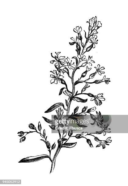 botany plants antique engraving illustration: solidago virgaurea (european goldenrod, woundwort) - goldenrod stock illustrations