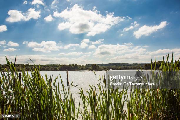 nubes en el cielo sobre paisaje con lago y juncos - cielo nubes stock pictures, royalty-free photos & images