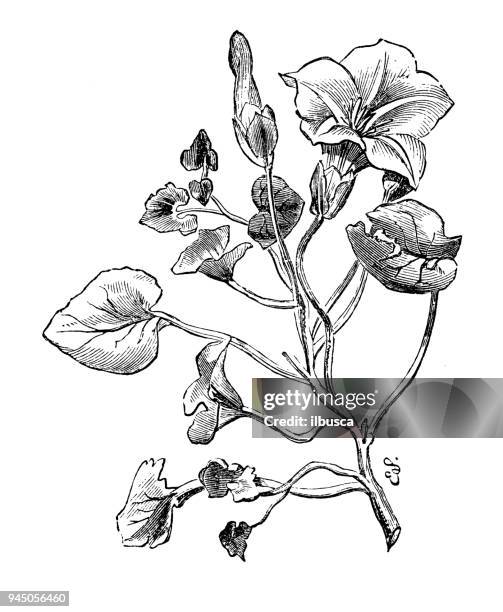botany plants antique engraving illustration: calystegia soldanella (seashore false bindweed, shore bindweed, shore convolvulus) - soldanella stock illustrations
