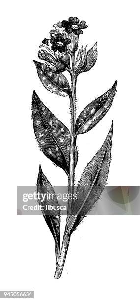 botany plants antique engraving illustration: pulmonaria officinalis (lungwort) - pulmonaria officinalis stock illustrations
