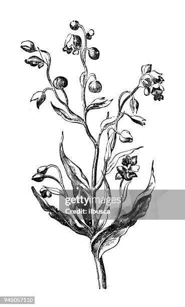 botany plants antique engraving illustration: cynoglossum officinale (houndstongue, houndstooth, dog's tongue) - cynoglossum stock illustrations
