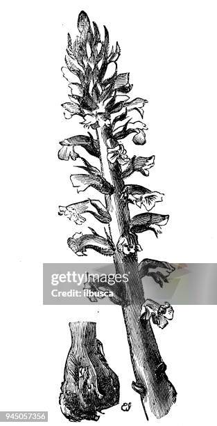 botany plants antique engraving illustration: orobanche (broomrape) - orobanche stock illustrations