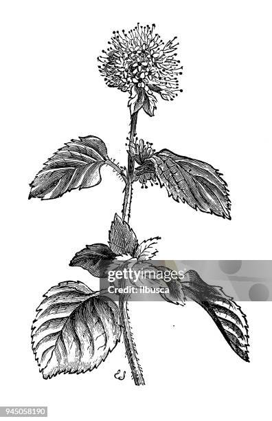 illustrations, cliparts, dessins animés et icônes de plantes de botanique antique illustration de gravure : mentha aquatica (menthe de l’eau) - menthe fraîche culinaire