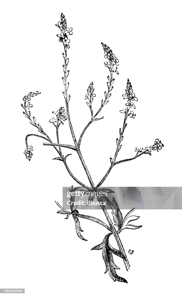 Botánica Plantas antigua ilustración de grabado: Verbena officinalis (Verbena común)