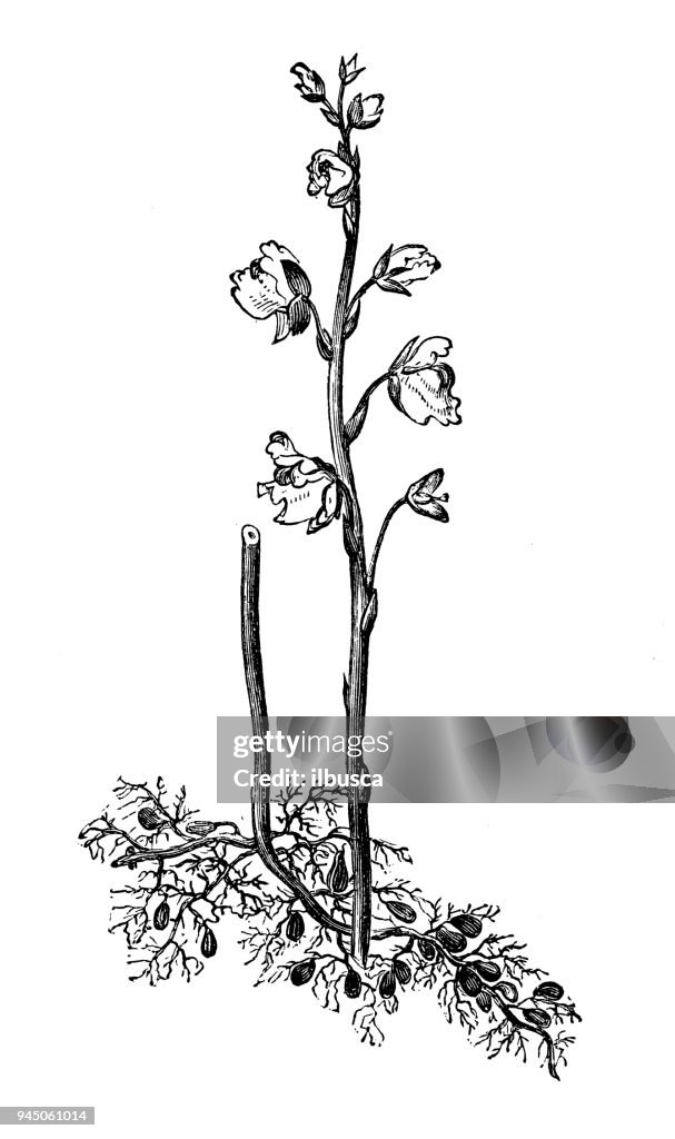 Botany plants antique engraving illustration: Utricularia vulgaris (greater bladderwort)
