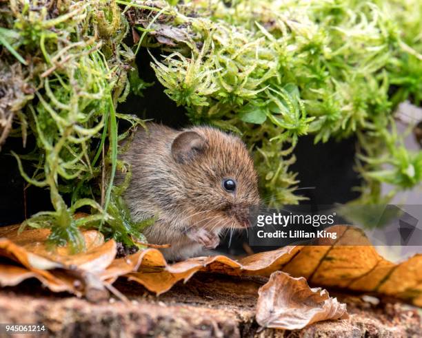 bank vole wild - volea stock pictures, royalty-free photos & images