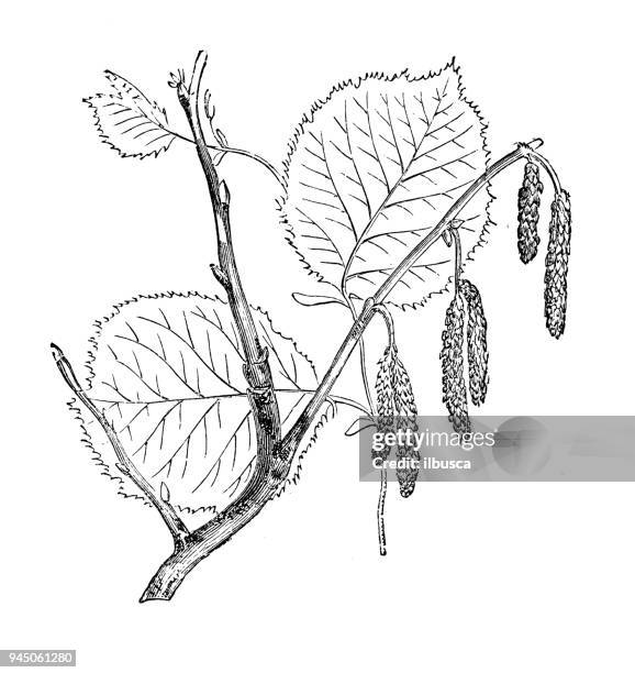 botanik pflanzen antik gravur abbildung: corylus avellana (haselnuss baum) - haselnuss stock-grafiken, -clipart, -cartoons und -symbole