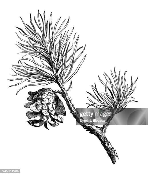 ilustraciones, imágenes clip art, dibujos animados e iconos de stock de botánica plantas antigua ilustración de grabado: pino silvestre (pinus sylvestris) - pine