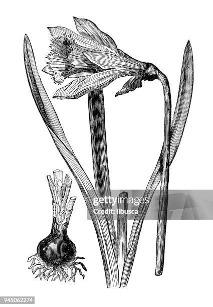 stockillustraties, clipart, cartoons en iconen met plantkunde planten antieke gravure illustratie: narcissus pseudonarcissus (wilde narcis, vastentijd lily) - lent