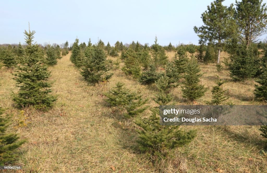 Evergreen Christmas Tree Farm - pine spruce holiday agriculture