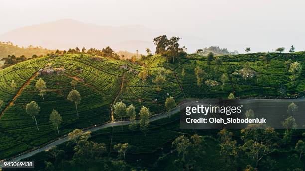 aerial view of tea plantation in sri lanka - sri lanka tea plantation stock pictures, royalty-free photos & images
