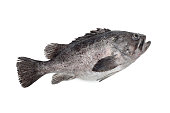Grouper Fish on the white background