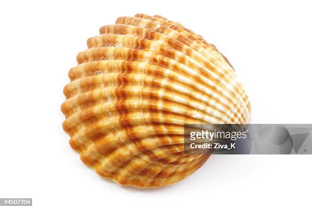 shell - conchiglia foto e immagini stock