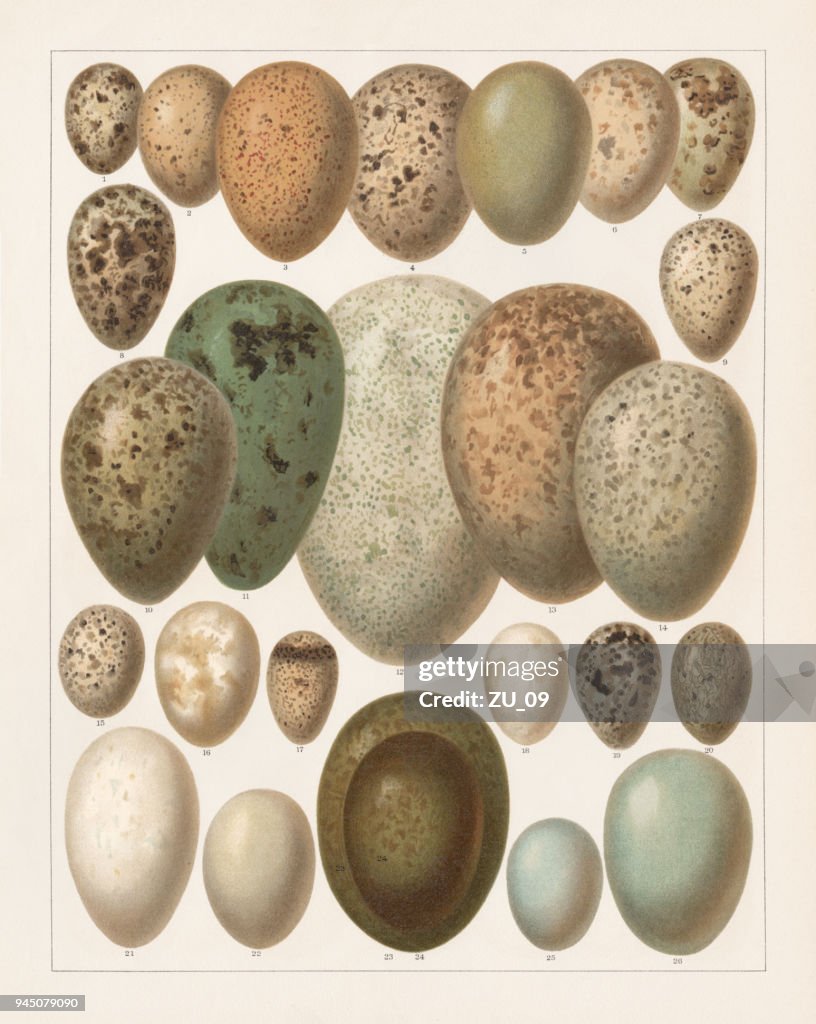 Eggs of European birds, lithograph, published in 1897