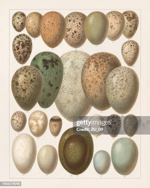 eggs of european birds, lithograph, published in 1897 - gray heron stock illustrations