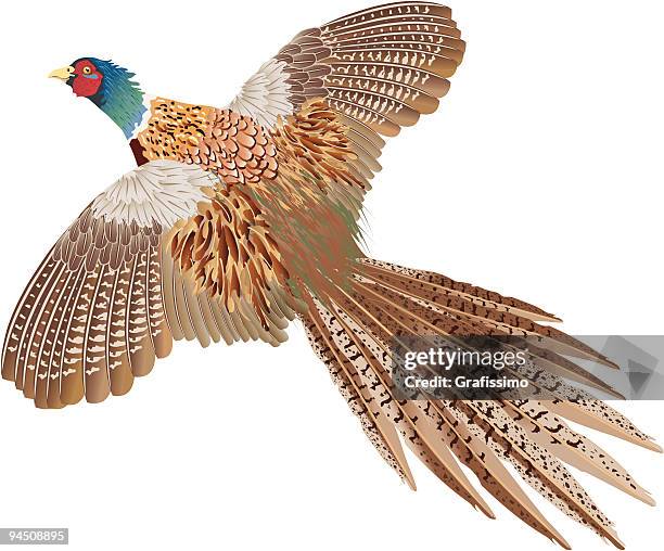 brown flying pheasant isolated on white - pheasant bird 幅插畫檔、美工圖案、卡通及圖標