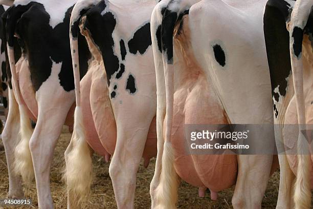 rückseite ein paar rinder - dairy cows stock-fotos und bilder