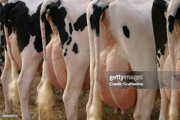 backside of a few cows - milking stock pictures, royalty-free photos & images