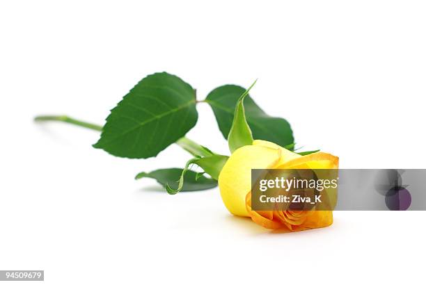 yellow rose - enkele roos stockfoto's en -beelden