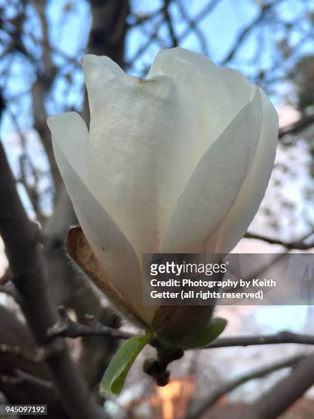 celebrating springtime: the beauty of magnolia tree flower beginning to bloom - magnolio fotografías e imágenes de stock