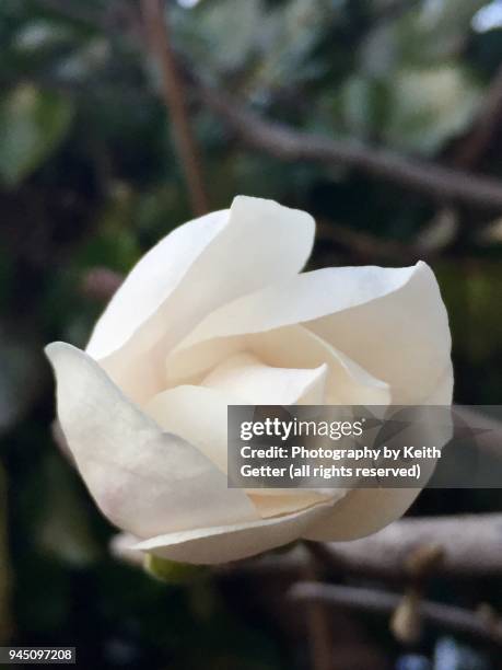 celebrating springtime: the beauty of magnolia tree flowers beginning to bloom - magnolio fotografías e imágenes de stock