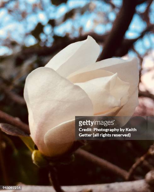celebrating springtime: the beauty of magnolia tree flowers beginning to bloom - magnolio fotografías e imágenes de stock