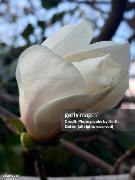 celebrating springtime: the beauty of magnolia tree flowers beginning to bloom - magnolio fotografías e imágenes de stock