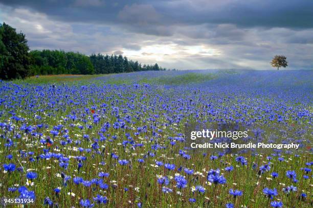 blooming cornflowers and poppies in rye field - korenbloem stockfoto's en -beelden