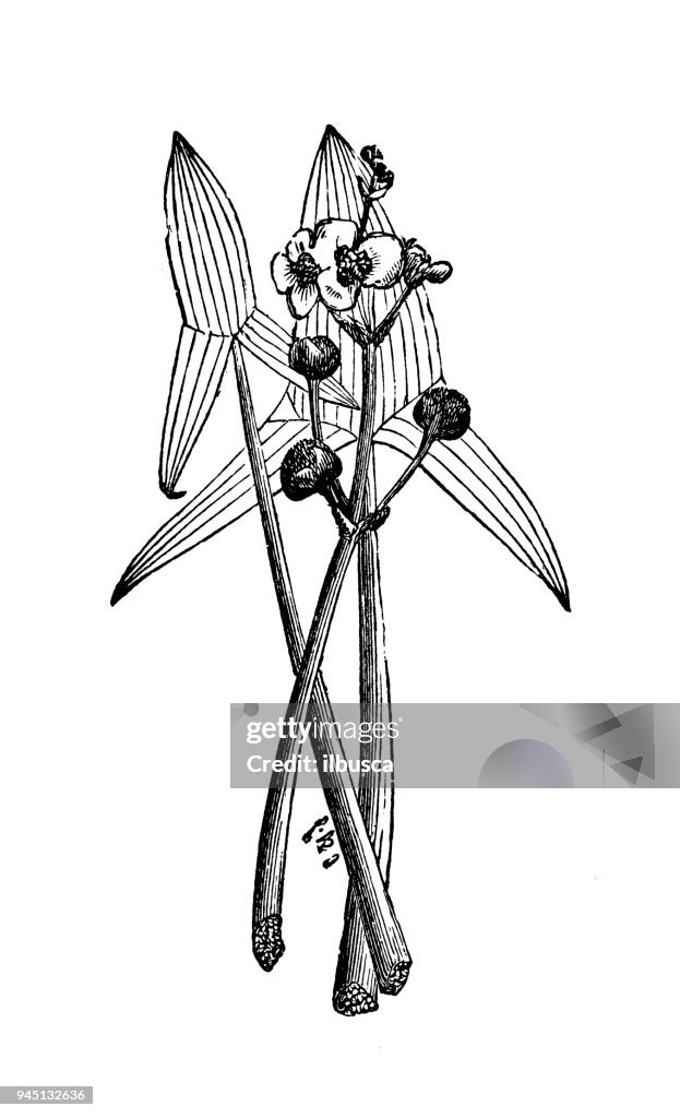 Botany plants antique engraving illustration: Sagittaria sagittifolia (arrowhead)