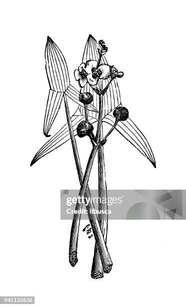botany plants antique engraving illustration: sagittaria sagittifolia (arrowhead) - sagittaria sagittifolia stock illustrations