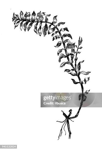 botany plants antique engraving illustration: potamogeton densus - sea grass stock illustrations