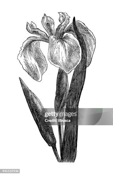 botany plants antique engraving illustration: iris pseudacorus (yellow flag, yellow iris, water flag) - blue flag iris stock illustrations