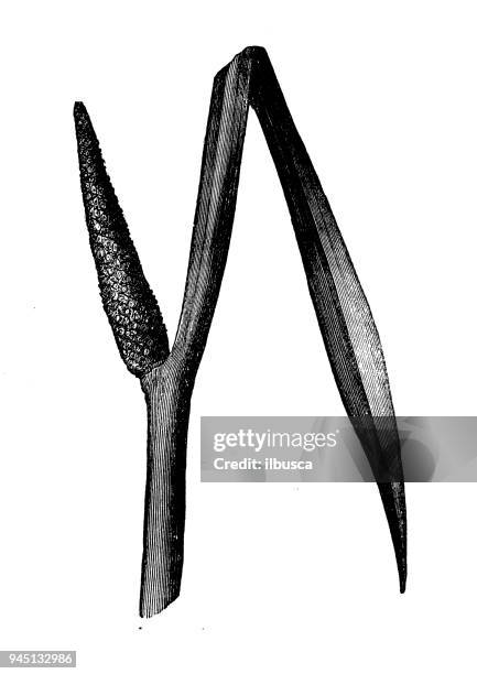 botany plants antique engraving illustration: acorus calamus (sweet flag, calamus) - sweet flag or calamus (acorus calamus) stock illustrations