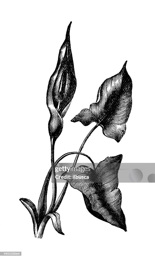 Botany plants antique engraving illustration: Arum maculatum (snakeshead, adder's root)