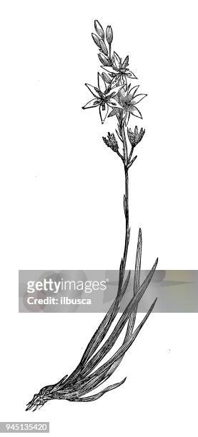 ilustrações de stock, clip art, desenhos animados e ícones de botany plants antique engraving illustration: narthecium ossifragum (bog asphodel) - lamaçal
