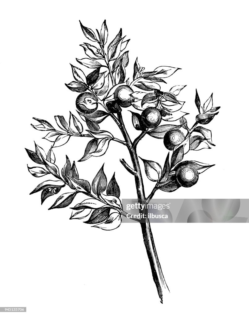Botany plants antique engraving illustration: Ruscus aculeatus (butcher's-broom)